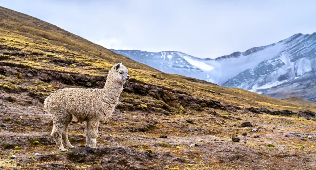 Rainbow Mountain Tour: Full Day Hike