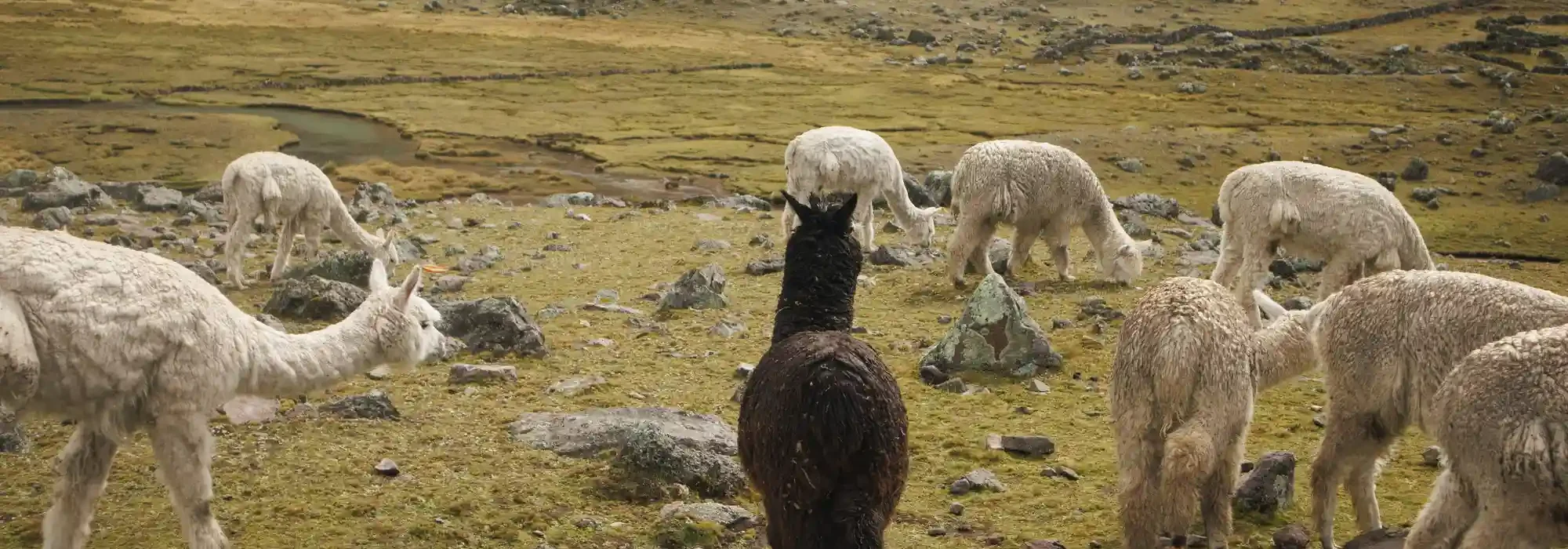 Ausangate Trekking + Rainbow Mountain 4 Days
